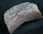 Polished Agatized Dinosaur Bone #7846-1